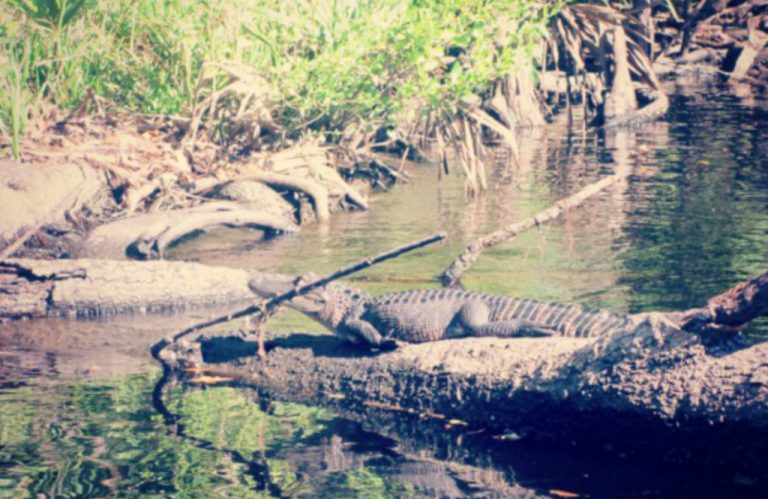 eco tours apalachicola fl